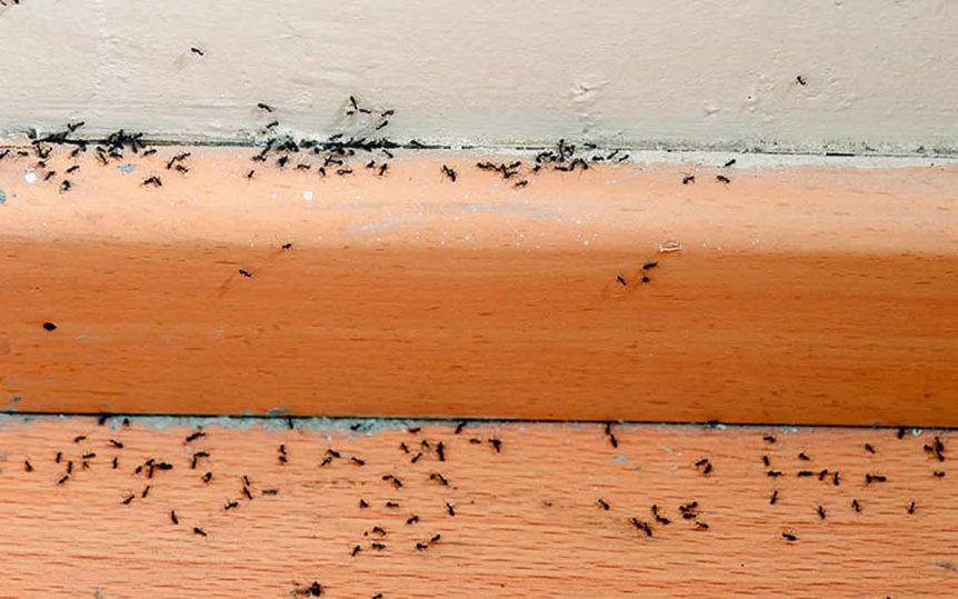 Jan 2019   Why Ants 